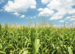 Meelunie corn starch field