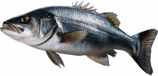 seabass